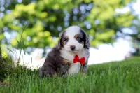 Dragonfly, a male Miniature Bernedoodle for sale in Dundee, OH – 4 of 4