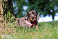 Boysenberry, a male Miniature Dachshund for sale in Dundee, OH – 4 of 7