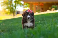 Jinx, a female Miniature Australian Shepherd for sale in Dundee, OH – 1 of 6
