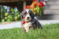 Lemonhead, a male Miniature Bernedoodle for sale in Dundee, OH – 5 of 6
