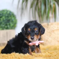 Scarlett, a female Yorkipoo for sale in Dundee, OH – Photo 7 of 7