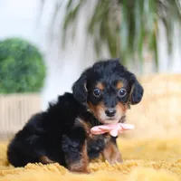 Scarlett, a female Yorkipoo for sale in Dundee, OH – Photo 2 of 7