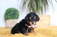 Scarlett, a female Yorkipoo for sale in Dundee, OH – Photo 2 of 7