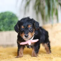 Scarlett, a female Yorkipoo for sale in Dundee, OH – Photo 5 of 7