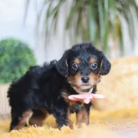 Scarlett, a female Yorkipoo for sale in Dundee, OH – Photo 4 of 7