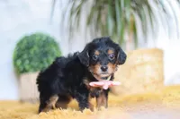 Scarlett, a female Yorkipoo for sale in Dundee, OH – Photo 4 of 7