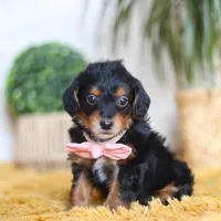 Scarlett, a female Yorkipoo for sale in Dundee, OH – Photo 6 of 7