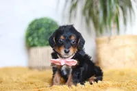 Scarlett, a female Yorkipoo for sale in Dundee, OH – Photo 6 of 7