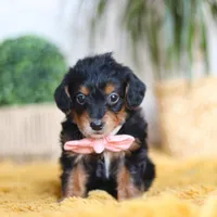 Scarlett, a female Yorkipoo for sale in Dundee, OH – Photo 1 of 7