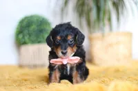 Scarlett, a female Yorkipoo for sale in Dundee, OH – Photo 1 of 7