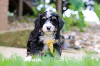 Dr. Pepper, a male Miniature Bernedoodle for sale in Dundee, OH – 2 of 5