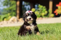 Nova, a female Miniature Bernedoodle for sale in Dundee, OH – 3 of 5