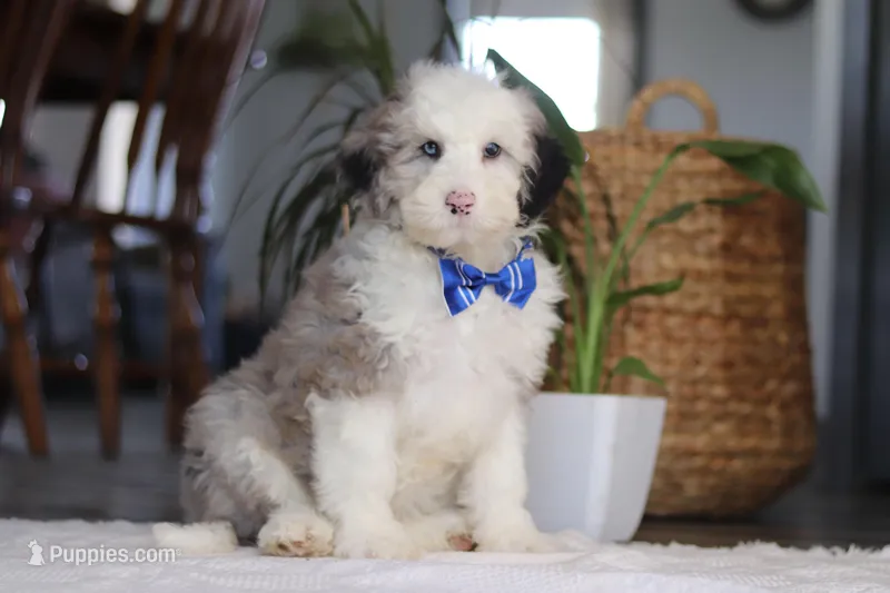 Eggbert – Sheepadoodle puppy for sale in Dundee, OH