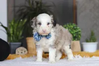 Eggbert, a male Sheepadoodle for sale in Dundee, OH – Photo 2 of 5