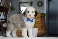Eggbert, a male Sheepadoodle for sale in Dundee, OH – Photo 3 of 4