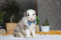 Eggbert, a male Sheepadoodle for sale in Dundee, OH – Photo 5 of 5