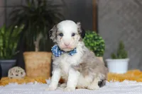 Eggbert, a male Sheepadoodle for sale in Dundee, OH – Photo 3 of 5