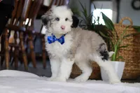 Eggbert, a male Sheepadoodle for sale in Dundee, OH – Photo 2 of 4