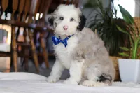 Eggbert, a male Sheepadoodle for sale in Dundee, OH – Photo 4 of 4