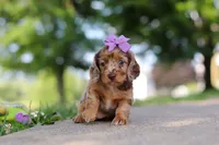 Clementine, a female Miniature Dachshund for sale in Dundee, OH – 4 of 8