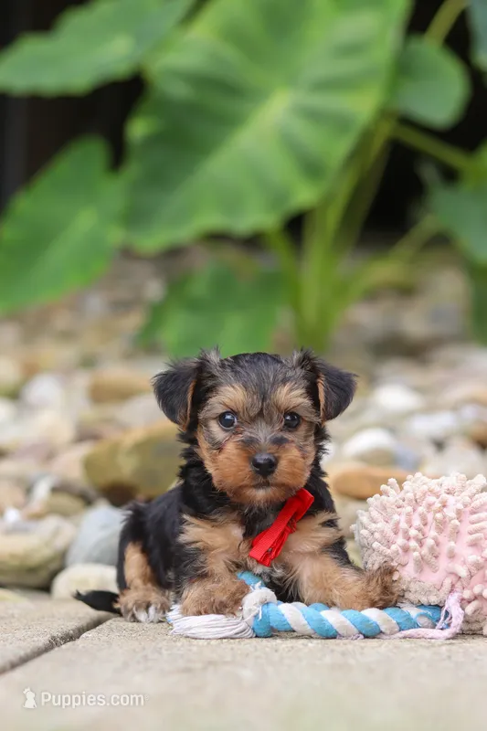 Baklava – Yorkipoo puppy for sale in Dundee, OH