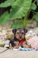 Baklava, a male Yorkipoo for sale in Dundee, OH – 1 of 6