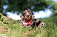 Boysenberry, a male Miniature Dachshund for sale in Dundee, OH – 1 of 7