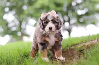 Pelle, a female Miniature Bernedoodle for sale in Dundee, OH – 3 of 6