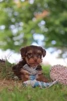Nougat, a male Yorkipoo for sale in Dundee, OH – 4 of 7