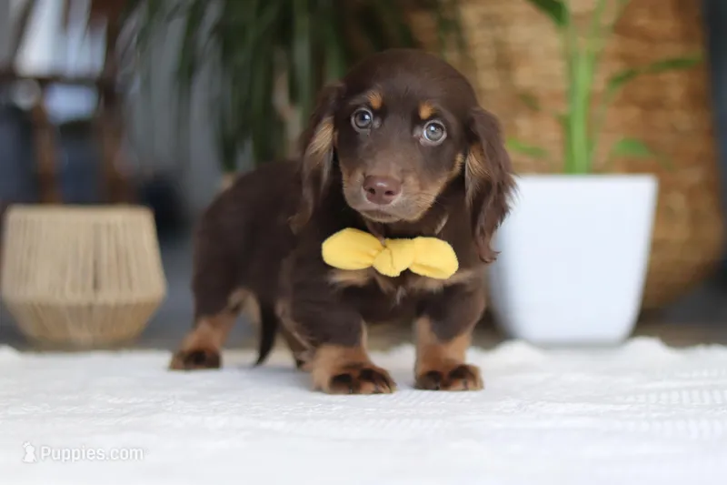Glizzy – Miniature Dachshund puppy for sale in Dundee, OH