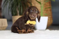 Glizzy, a male Miniature Dachshund for sale in Dundee, OH – Photo 2 of 4