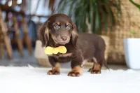 Glizzy, a male Miniature Dachshund for sale in Dundee, OH – Photo 4 of 4