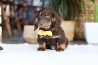 Glizzy, a male Miniature Dachshund for sale in Dundee, OH – Photo 3 of 4