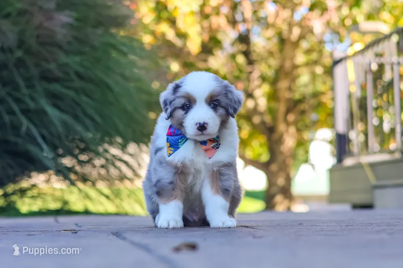 Ruckus – Miniature Australian Shepherd puppy for sale in Dundee, OH