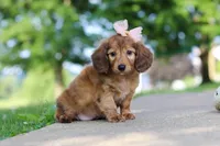 Pocahontas, a female Miniature Dachshund for sale in Dundee, OH – 3 of 8