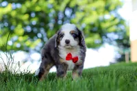 Dragonfly, a male Miniature Bernedoodle for sale in Dundee, OH – 2 of 4