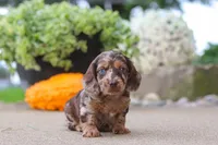 Oak, a male Miniature Dachshund for sale in Dundee, OH – 2 of 7