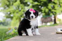 Cisco, a female Miniature Australian Shepherd for sale in Dundee, OH – 7 of 8