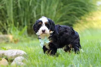 Pez, a male Miniature Bernedoodle for sale in Dundee, OH – 2 of 5