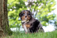 Bumblebee, a male Miniature Bernedoodle for sale in Dundee, OH – 3 of 7