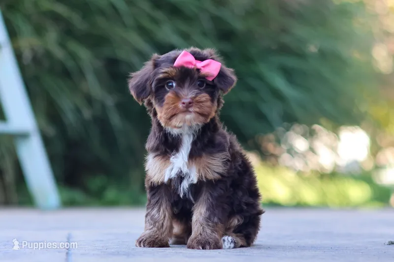 Bon Bon – Yorkipoo puppy for sale in Dundee, OH