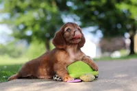 Sacajawea, a female Miniature Dachshund for sale in Dundee, OH – 8 of 9