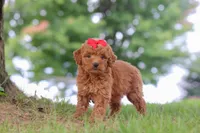 Elvira, a female Miniature Goldendoodle for sale in Dundee, OH – 5 of 7