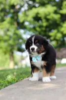 Rustler, a male Miniature Australian Shepherd for sale in Dundee, OH – 2 of 8