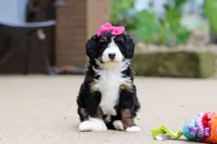 Lemonade, a female Miniature Bernedoodle for sale in Dundee, OH – 8 of 9