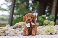 Igor, a male Miniature Goldendoodle for sale in Dundee, OH – 4 of 7
