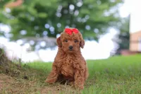 Elvira, a female Miniature Goldendoodle for sale in Dundee, OH – 2 of 7