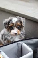 Rave, a male Yorkipoo for sale in Dundee, OH – 6 of 7