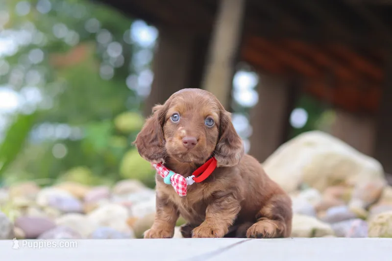 Otto – Miniature Dachshund puppy for sale in Dundee, OH