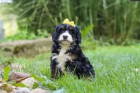 Chiclet, a female Miniature Bernedoodle for sale in Dundee, OH – 4 of 5